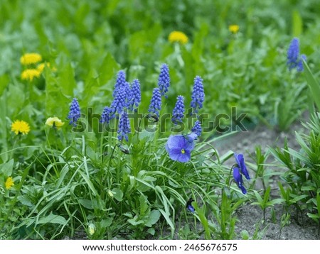 Similar – Image, Stock Photo Goutweed with its blue lily flowers is an important medicinal plant