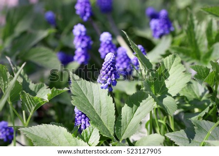 Similar – Image, Stock Photo Goutweed with its blue lily flowers is an important medicinal plant
