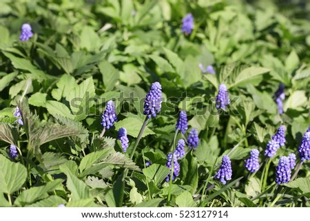 Similar – Image, Stock Photo Goutweed with its blue lily flowers is an important medicinal plant