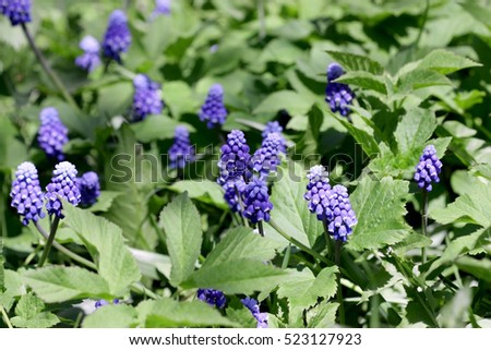 Similar – Image, Stock Photo Goutweed with its blue lily flowers is an important medicinal plant