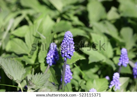 Similar – Image, Stock Photo Goutweed with its blue lily flowers is an important medicinal plant