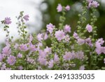 Musk-mallow flowers with their pink petals. Musk Mallow, Malva moschata, in flower. Summer flower background.