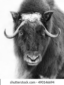 Muskox Ovibos moschatus isolated on white background standing with its coat flows in the winter snow winds looking at camera in Canada in black and white