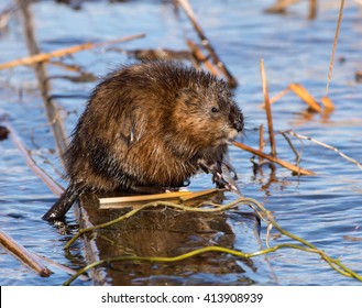 Muskrat