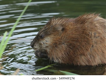 Muskrat