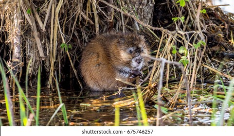 Muskrat