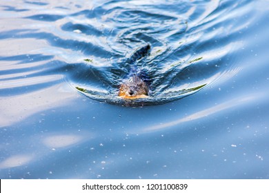 Muskrat Close Up