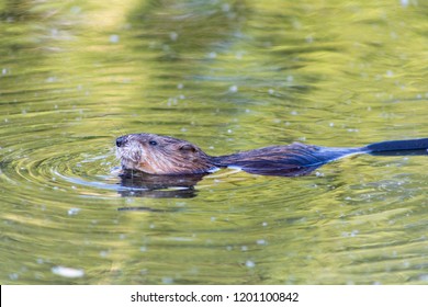 Muskrat Close Up