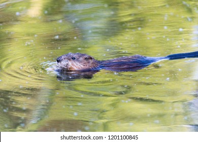 Muskrat Close Up