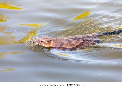 Muskrat Close Up