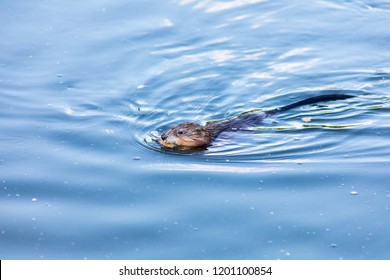 Muskrat Close Up