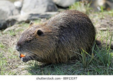 Muskrat Eating Stock Photo 88913197 | Shutterstock