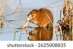 muskrat eats reed root in spring