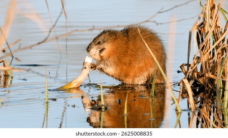 muskrat eats reed root in spring