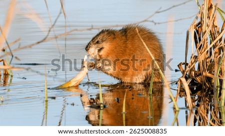 muskrat eats reed root in spring