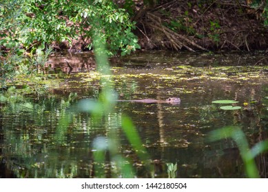 Muskrat Floats In A Small River