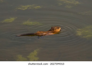 Muskrat Floats Water Stock Photo 2027599313 | Shutterstock