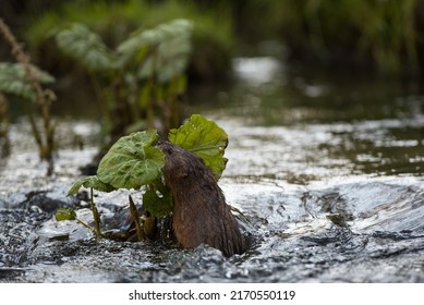 a muskrat is harving butterbur in a creek (ondatra zibethicus)