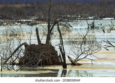 56 Muskrat house Images, Stock Photos & Vectors | Shutterstock