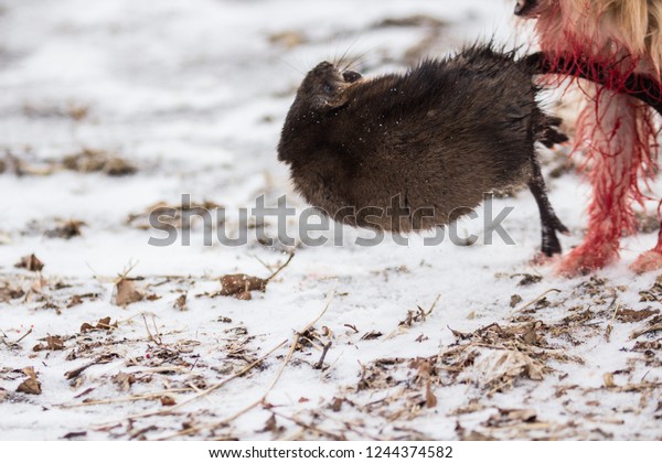 Muskrat Jumping After Blood Stained Puppy Stock Photo Edit Now 1244374582