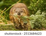 Muskrat with a month full of food