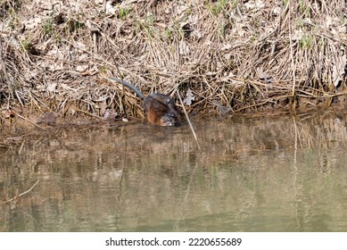 A Muskrat On The River Shoreline In Spring