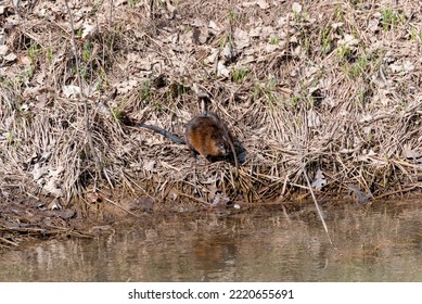 A Muskrat On The River Shoreline In Spring