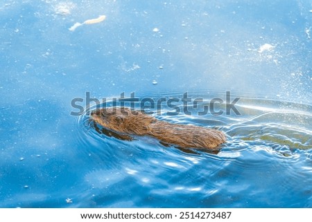 Similar – Image, Stock Photo driftwood Wood Lake Tree