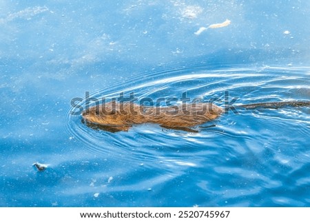 Similar – Image, Stock Photo driftwood Wood Lake Tree