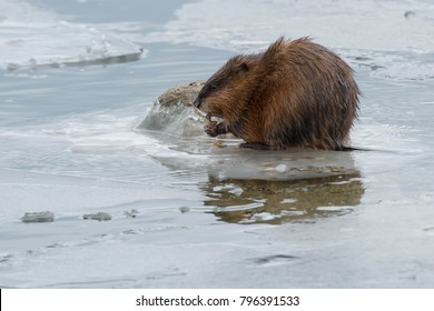 A Muskrat Is Standing On An Ice Covered Rock Eating A Zebra Mussel. Colonel Samuel Smith Park, Toronto, Ontario, Canada.