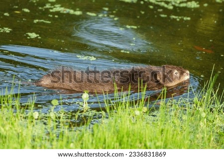 Muskrat swimming in shallow water by the edge of a pond, with furry face clearly visible above the surface. At Assateague island.