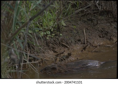 Muskrat Taking A Swim At Blackwater National Wildlife Refuge