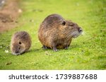 Muskrat with young in the Rhine valley in Bonn