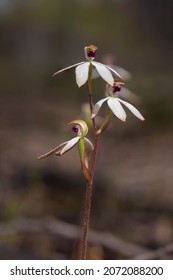The Musky Caladenia (Caladenia gracilis) is a ground orchid with a single leaf and up to six flowers which are dark-coloured on the back and white on the front that are sometimes tinged with pink. - Shutterstock ID 2072088200