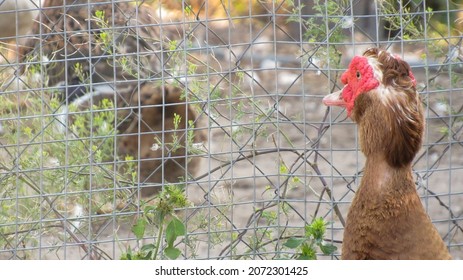 A musky duck looking through the bars of a pen                                - Shutterstock ID 2072301425