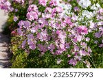 Musky mallow , or musky mallow (lat. Malva moschata ) is a plant species of the genus Malva