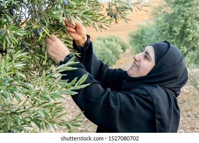 Muslim woman harvesting olives from olive tree - Powered by Shutterstock