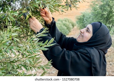 Muslim woman harvesting olives from olive tree - Powered by Shutterstock