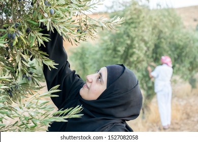 Muslim woman harvesting olives from olive tree - Powered by Shutterstock