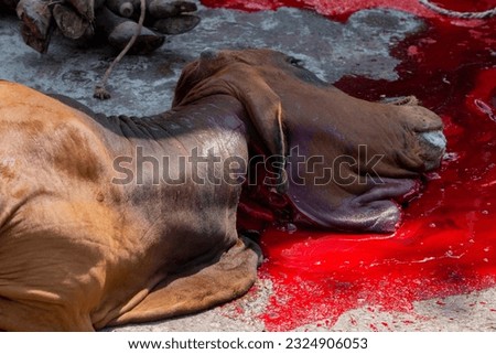 Muslims help in halal slaughtering part of a cow during Eid Al-Adha Al Mubarak, 
