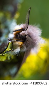 Muslin Moth (Diaphora Mendica)