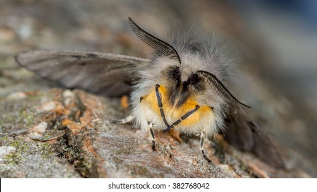 Muslin Moth (Diaphore Mendica)