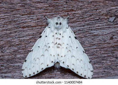 Muslin Moth On Floor