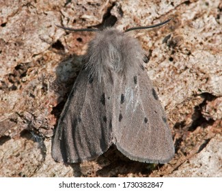 Muslin Moth On Tree Bark