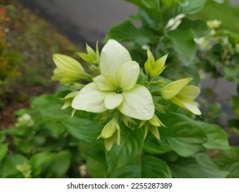 Mussaenda pubescens is a shrub belonging to the Rubiaceae or coffee family. It grows wild on hillsides, in thickets, and is usually kept as an ornamental plant. - Shutterstock ID 2255287389