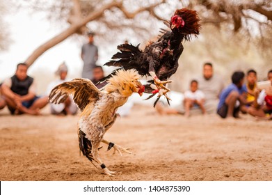 Mussanah, Oman, Feb 2019 Cock Fight 1