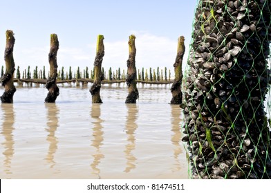 Mussel Farm In The France Sea