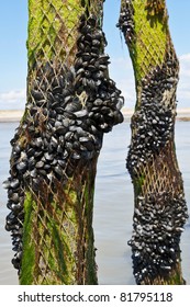 Mussel Farm In The France Sea