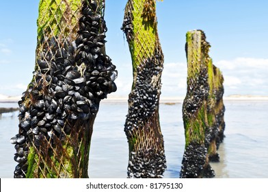 Mussel Farm In The France Sea