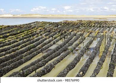 Mussel Farm In The France Sea